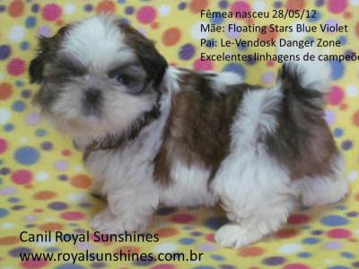 Shih tzu fmea