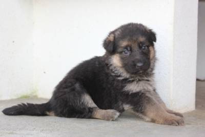 Pastor Alemo - CACHORROS