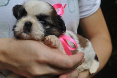 Shih Tzu vermelho e branco