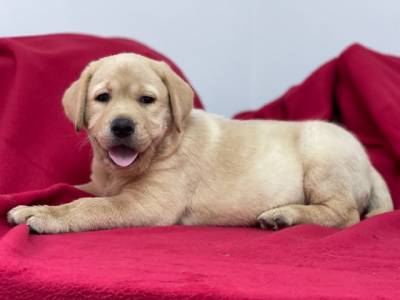 Labrador Retriever amarelo