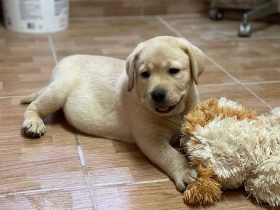 Labrador Retriever amarelo