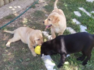 Labrador Retriever amarelo