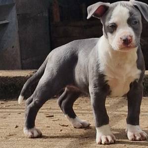 AMERICAN STAFFORDSHIRE TERRIER