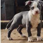 American Staffordshire Terrier AMERICAN STAFFORDSHIRE TERRIER Portalegre Nisa