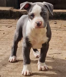 AMERICAN STAFFORDSHIRE TERRIER