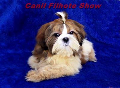 Filhote macho Shih Tzu