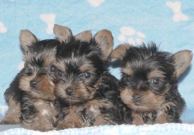 Miniaturas de yorkshire Terrier