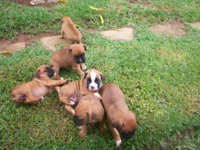 Vendo Filhotes De Boxer Branco