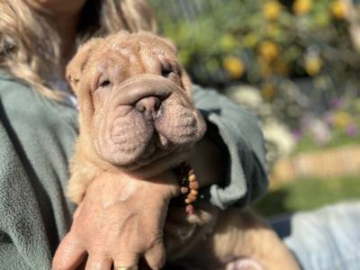 Shar Pei com Lop e afixo descendente de campees