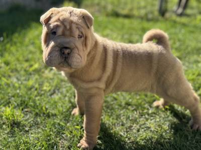 Shar Pei com Lop e afixo descendente de campees