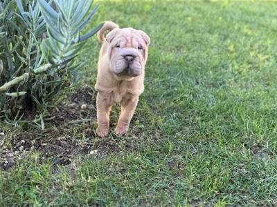 Shar Pei com Lop e afixo descendente de campees