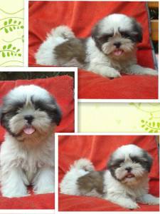 Lindos filhotes de shih tzu e Lhasa Apso