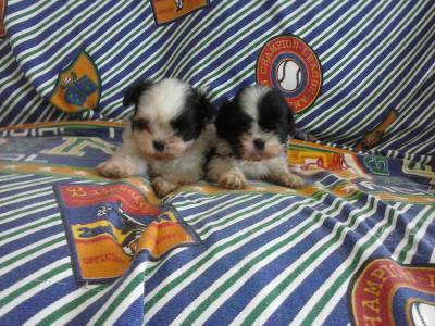 Lindos machinhos de Shih tzu