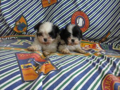 Lindos machinhos de Shih tzu