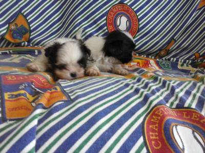 Lindos machinhos de Shih tzu