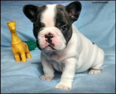 Filhote de Bulldog Francs