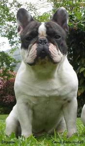 Filhote de Bulldog Francs