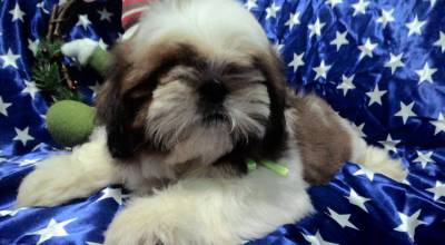 venha conheer esses lindos bbs da raa shih-tzu