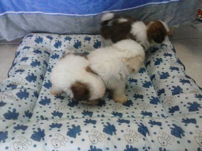 Shih tzu chocolate de olho verde focinho vermelho