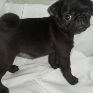 Rei dos Pugs lindos filhotes MINI