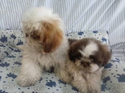 Lindas ninhadas de Shih tzu e