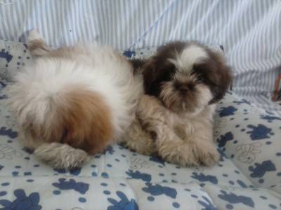 Lindas ninhadas de Shih tzu e