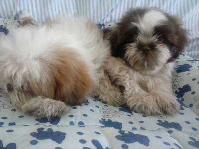 Lindas ninhadas de Shih tzu e