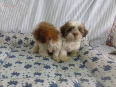 Lindas ninhadas de Shih tzu e