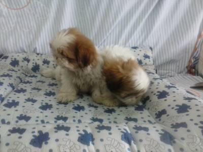 Lindas ninhadas de Shih tzu e