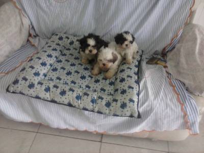 Lindas femeas de Lhasa Apso canil de alto padrao