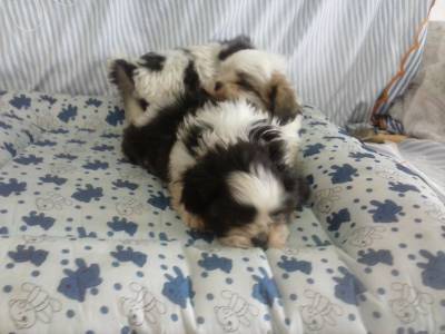 Lindas femeas de Lhasa Apso canil de alto padrao