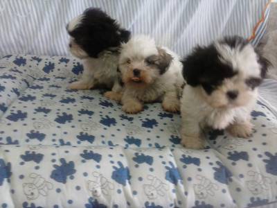 Lindas femeas de Lhasa Apso canil de alto padrao