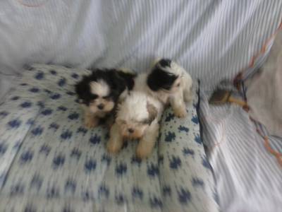 Lindas femeas de Lhasa Apso canil de alto padrao