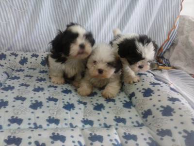 Lindas femeas de Lhasa Apso canil de alto padrao