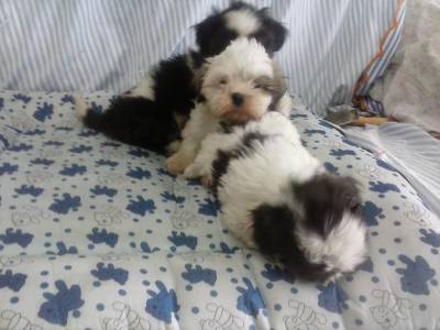 Lindas femeas de Lhasa Apso canil de alto padrao