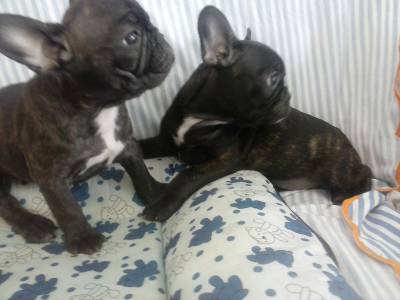 Lindos filhotes Bulldog Frances vrias ninhadas e