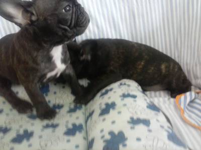 Lindos filhotes Bulldog Frances vrias ninhadas e