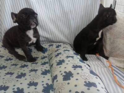 Lindos filhotes Bulldog Frances vrias ninhadas e