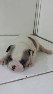 Lindos filhotes Bulldog Frances a pronta entrega