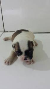 Lindos filhotes Bulldog Frances a pronta entrega