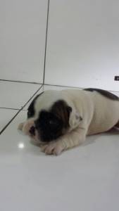 Lindos filhotes Bulldog Frances a pronta entrega