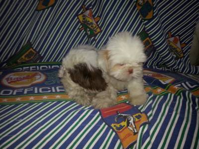 Lindas ninhadas de Shi tzu