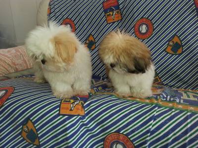 Lindas ninhadas de Shi tzu