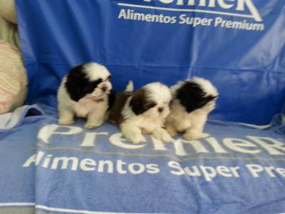 Lindas ninhadas de Shi tzu