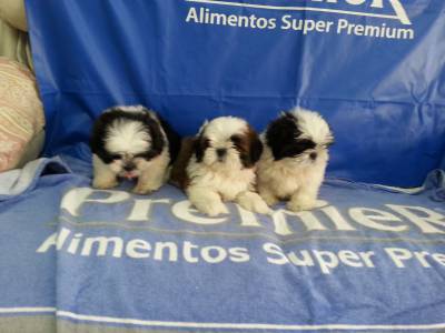 Lindas ninhadas de Shi tzu