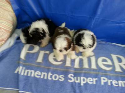 Lindas ninhadas de Shi tzu