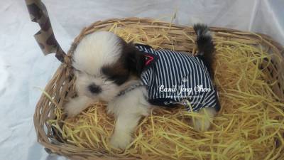 FILHOTES  DE SHIH-TZU 