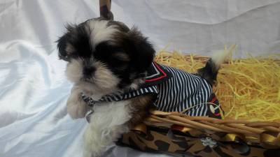 FILHOTES  DE SHIH-TZU 