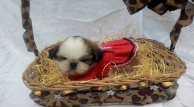 FILHOTES  DE SHIH-TZU 