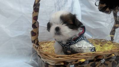 FILHOTES  DE SHIH-TZU 